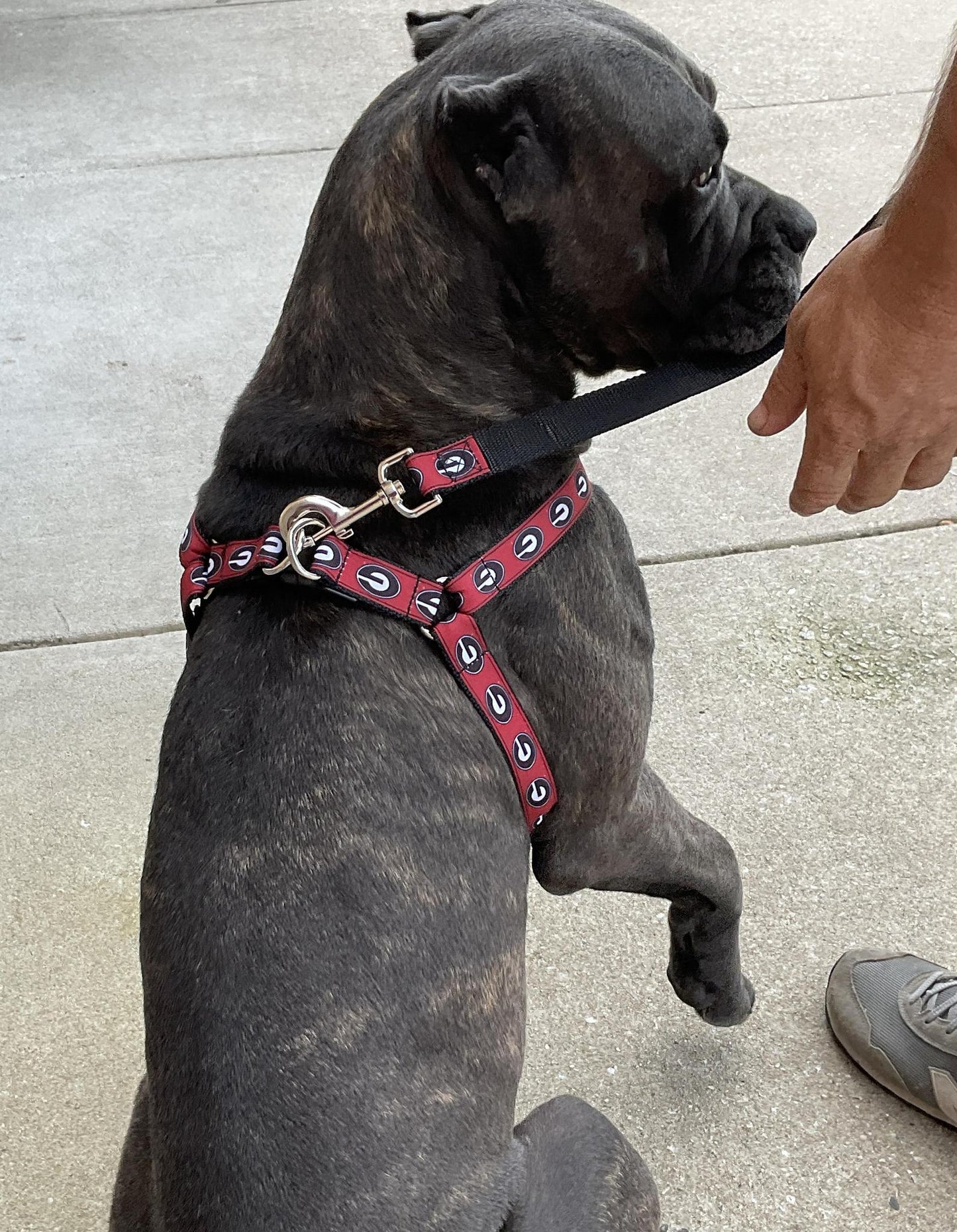 All Star Dogs UGA Step In Dog Harness