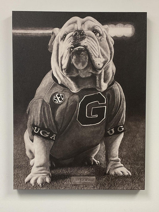 Hunker Down Drawings Georgia Bulldogs UGA Sitting Canvas