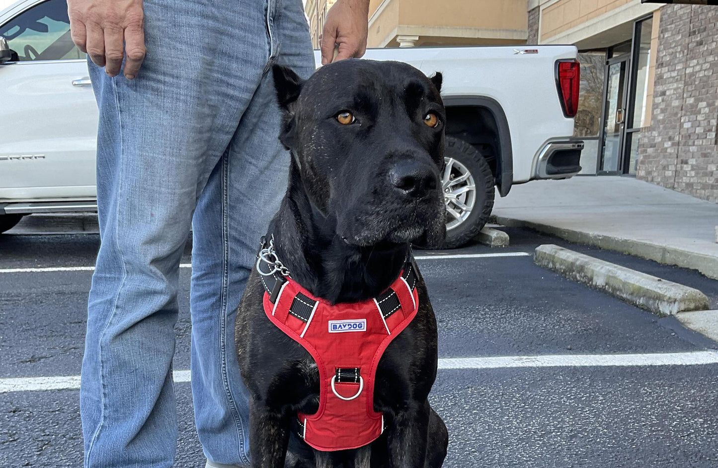 Baydog UGA Dog Harness